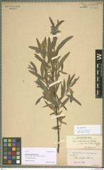 Foto von Salix bolanderiana Rowlee